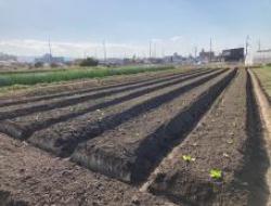 なにわ伝統野菜 天満菜を定植しました!